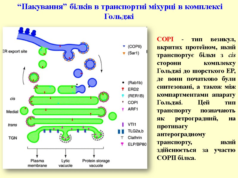 COPI - тип везикул, вкритих протеїном, який транспортує білки з cis сторони комплексу Гольджі